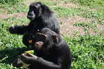 Schimpansen auf Ngamba Island