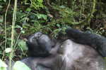 Gorilla tracking im Bwindi inpenentrable Rainforest