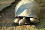 Pamplemousses botanischer Garten Riesenschildkröten