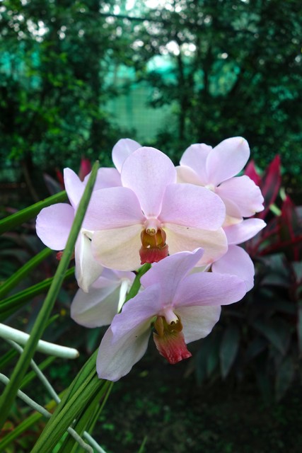 Orchidee im Adventurepark