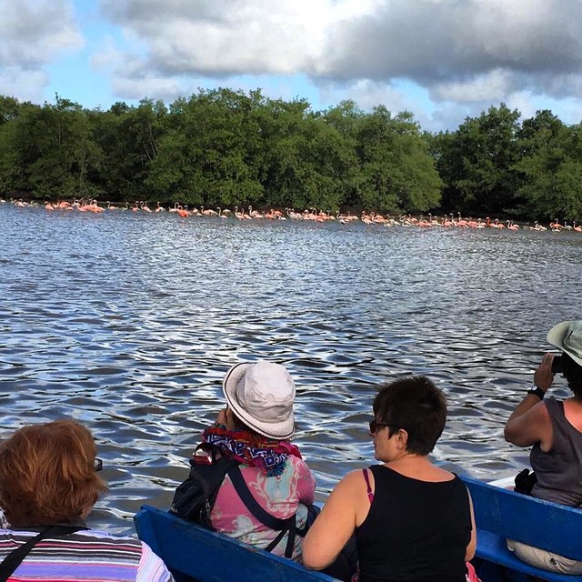 Bigi Pan, Flamingos besichtigen, Foto von Norman