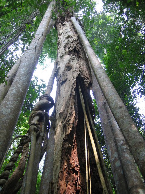 Baumriesen mit Lianen im Khao Yai Nationalpark