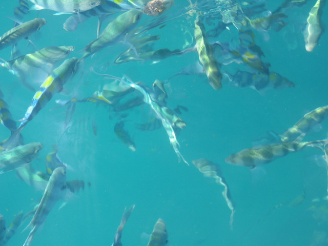 Fische vor Koh Chang