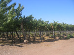 Weinfelder bei Ovalle