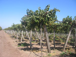 Weinfelder bei Ovalle