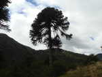 Araucarien am Lanin