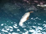 Seel�wen