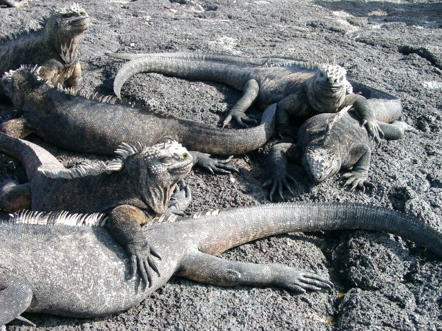 Marine Iguanas auf Galapagos