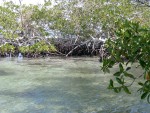 Mangroven auf Galapagos