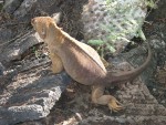 Land-Iguana