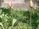 erste Tulpen